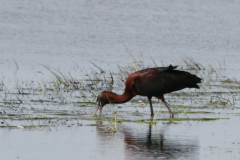 Zwarte ibis 1  Lauwersmeer 25-5-2023