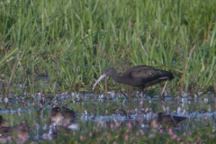 Zwarte ibis 1  Zuidlaardermeergebied 8-9-2012