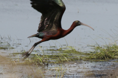 Zwarte ibis 2  Lauwersmeer 25-5-2023