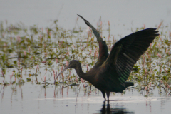 Zwarte ibis 3  Dannemeer 15-8-2016