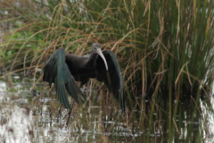 Zwarte ibis  Dannemeer 15-8-2016