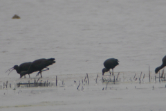 Zwarte ibis  Dannemeer 16-7-2016