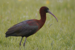 Zwarte ibis  Groningen-prov. 14-5-2015 b