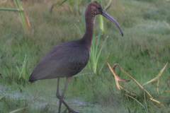 Zwarte ibis  Groningen-prov. 6-10-2009