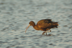 Zwarte ibis-Lauwersmeer 15-5-2012