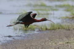 Zwarte ibis-Lauwersmeer 25-5-2023
