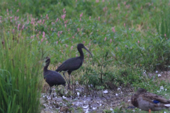 Zwarte ibis  Zuidlaardermeergebied 7-9-2012