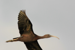 Zwarte ibis  Zuidlaardermeergebied 8-9-2012