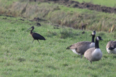 Zwarte ibis en Canadese gans  Groningen-prov. 21-11-2023