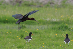 Zwarte ibis en Scholekster  Groningen-prov. 14-5-2015