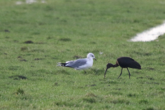 Zwarte ibis en Stormmeeuw  Groningen-prov. 21-11-2023