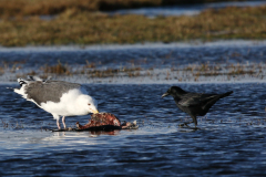 Grote mantelmeeuw en Zwarte kraai  Lauwersmeer 19-1-2023