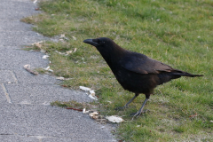 Zwarte kraai-Groningen-stad  1 16-4-2019 b
