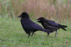 Zwarte kraai, adult en juv.  Friesland 3-7-2017