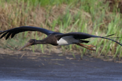 Zwarte ooievaar, 1e kj. 1 Drenthe 5-9-2019 b