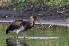 Zwarte ooievaar, 1e kj. 2 Drenthe 5-9-2019