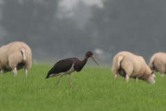 Zwarte ooievaar, 1e kj. 2 Groningen-prov. 17-8-2015
