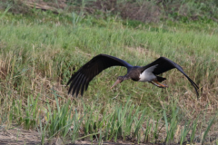 Zwarte ooievaar, 1e kj. 3 Drenthe 5-9-2019 b