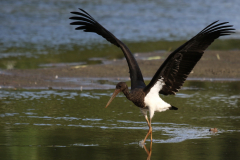 Zwarte ooievaar, 1e kj. 4 Drenthe 5-9-2019 b