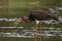Zwarte ooievaar, 1e kj. 6 Drenthe 5-9-2019