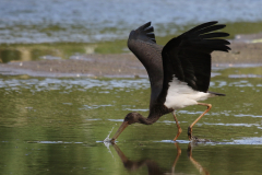 Zwarte ooievaar, 1e kj. Drenthe 5-9-2019