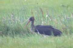 Zwarte ooievaar, 2e kj.  Lauwersmeer 16-8-2007