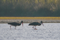 Zwarte ooievaar, adult  NoordBrabant 25-9-2016