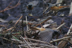 Oosterse zwarte roodstaart, ♂ 1   Drenthe 9-11-2012