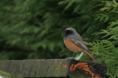 Oosterse zwarte roodstaart, ♂ 1  Friesland  11-11-2012