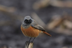 Oosterse zwarte roodstaart, ♂ 10  Drenthe 9-11-2012