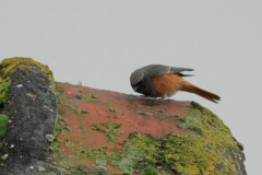 Oosterse zwarte roodstaart, ♂ 2  Friesland  11-11-2012