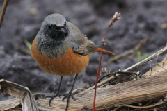 Oosterse zwarte roodstaart, ♂ 3  Drenthe 9-11-2012