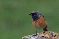 Oosterse zwarte roodstaart, ♂ 3  Friesland  11-11-2012