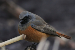 Oosterse zwarte roodstaart, ♂ 4  Drenthe 9-11-2012