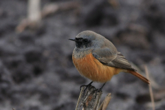 Oosterse zwarte roodstaart, ♂ 5  Drenthe 9-11-2012