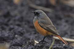 Oosterse zwarte roodstaart, ♂ 6  Drenthe 9-11-2012