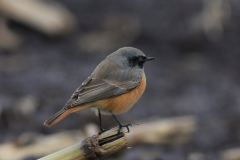 Oosterse zwarte roodstaart, ♂ 7  Drenthe 9-11-2012