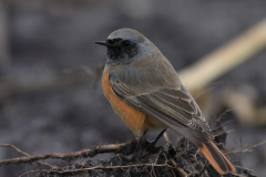 Oosterse zwarte roodstaart, ♂ 8  Drenthe 9-11-2012