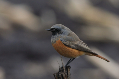 Oosterse zwarte roodstaart, ♂ 9  Drenthe 9-11-2012