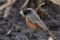 Oosterse zwarte roodstaart, ♂   Drenthe 9-11-2012