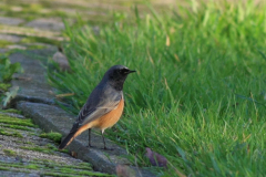 Oosterse zwarte roodstaart, ♂  Friesland  11-11-2012