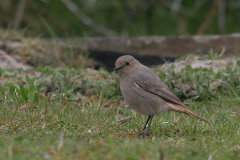 Zwarte roodstaart, ♀ 1  Hortus Haren 8-4-2009