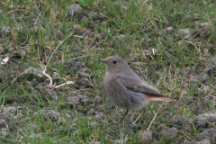 Zwarte roodstaart, ♀  Eemshaven 14-4-2013