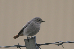 Zwarte roodstaart, ♀  Eemshaven 30-3-2008