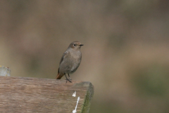 Zwarte roodstaart, ♀  Hortus Haren 1-4-2009