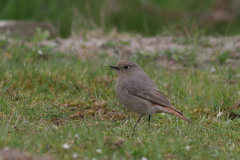 Zwarte roodstaart, ♀  Hortus Haren 8-4-2009