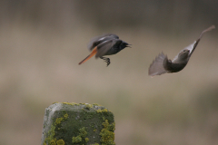Zwarte roodstaart, ♂ en ♀  Eemshaven 30-3-2008