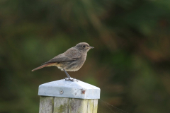 Zwarte roodstaart, juv.  Hortus Haren 27-6-2016