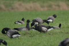 Zwarte rotgans en Rotgans 1  Lauwersmeer 3-2-2008