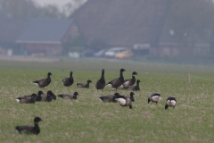 Zwarte rotgans en Rotgans  Lauwersmeer 15-5-2010